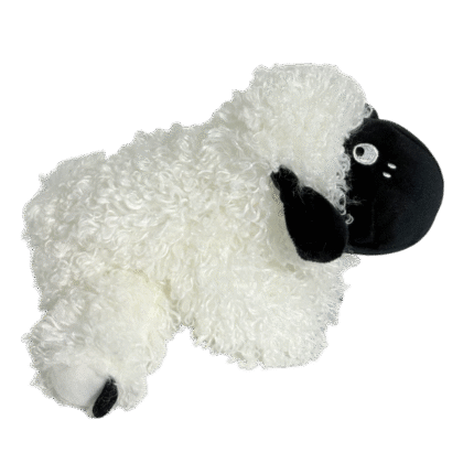 Shy Sheep | Oh Sheep